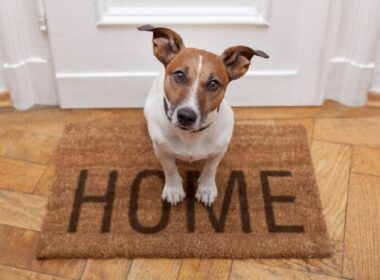 Petsafe Smart Door Not Working (Troubleshooting Guide)