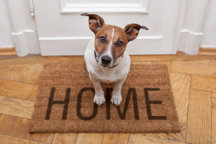 Petsafe Smart Door Not Working (Troubleshooting Guide)