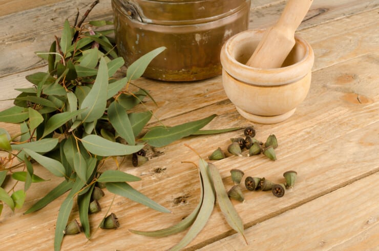 Why Is There A Strange Eucalyptus Smell In My House?