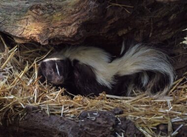 Why Is There a Strange Skunk Smell in My House?