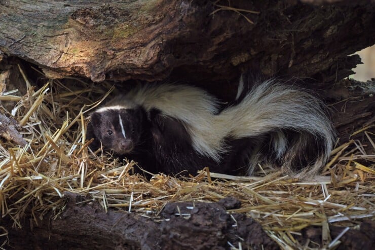 Why Is There a Strange Skunk Smell in My House?