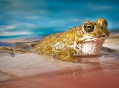Why Is There a Frog in My Toilet?