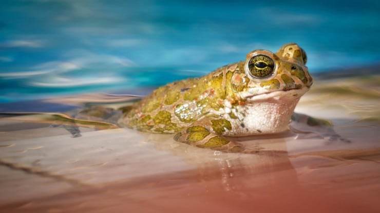 Why Is There a Frog in My Toilet?